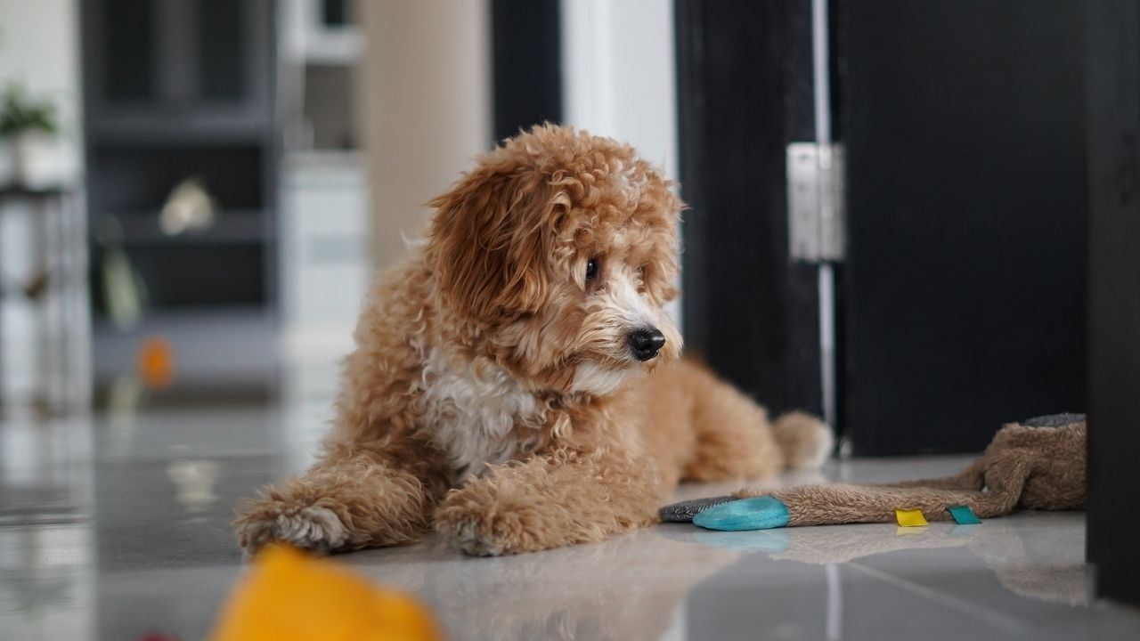Home Pets in Your Rental Property: Navigating the New WA Rules as a Landlord